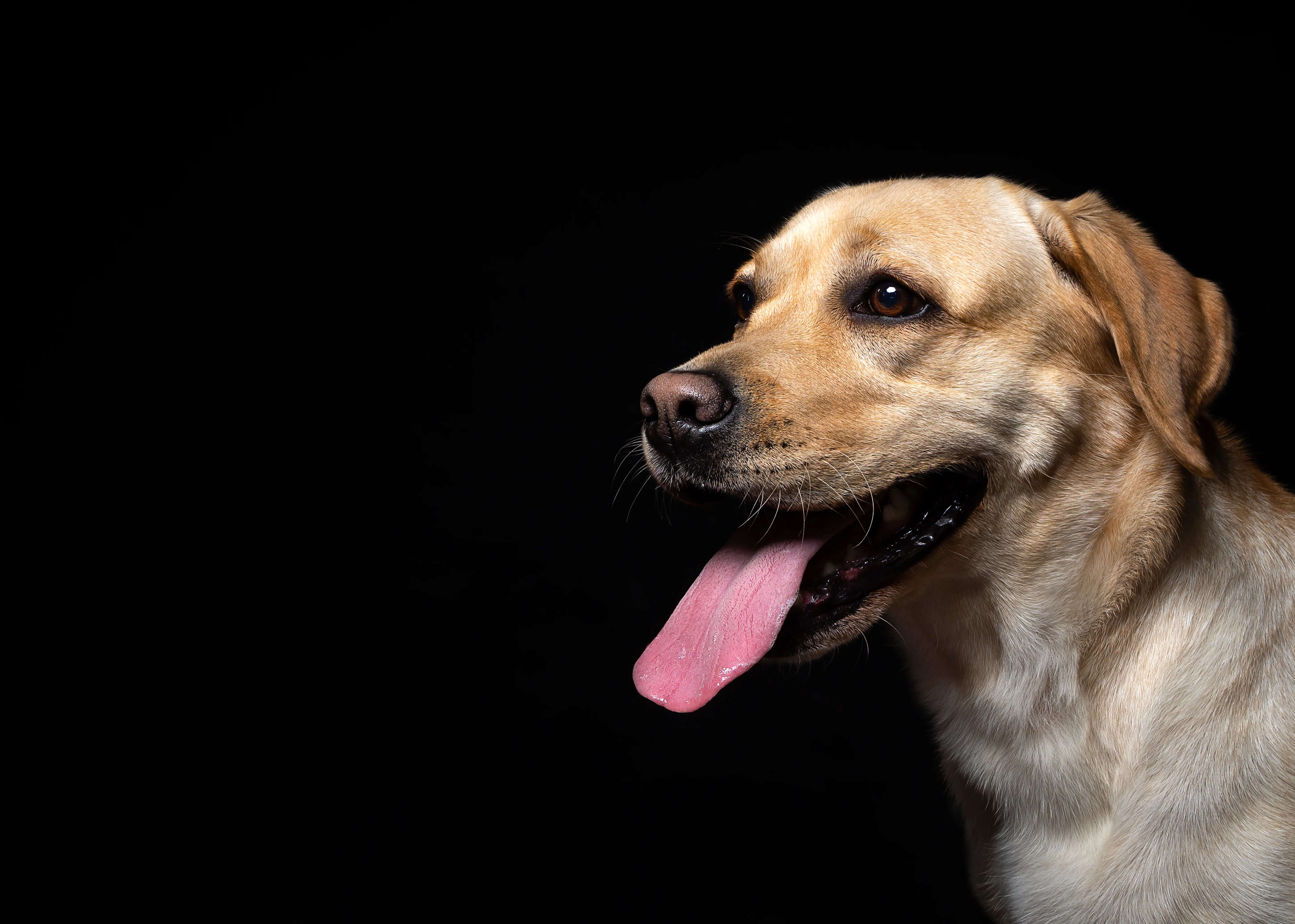 Clinic stress changes what your vet can see.