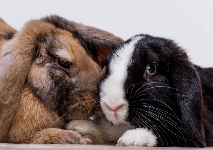 Small mammals