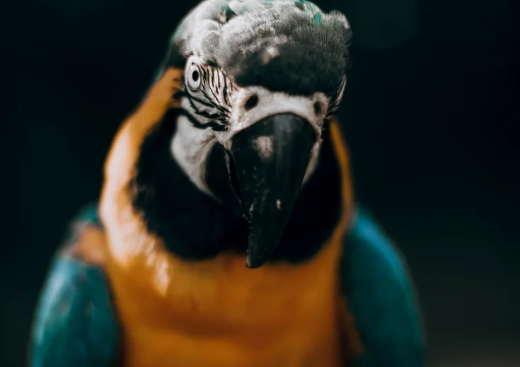 Beautiful bird portrait