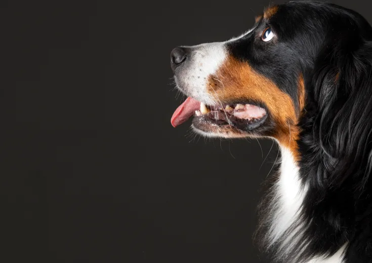 Dog portrait