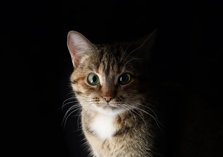 Beautiful cat portrait