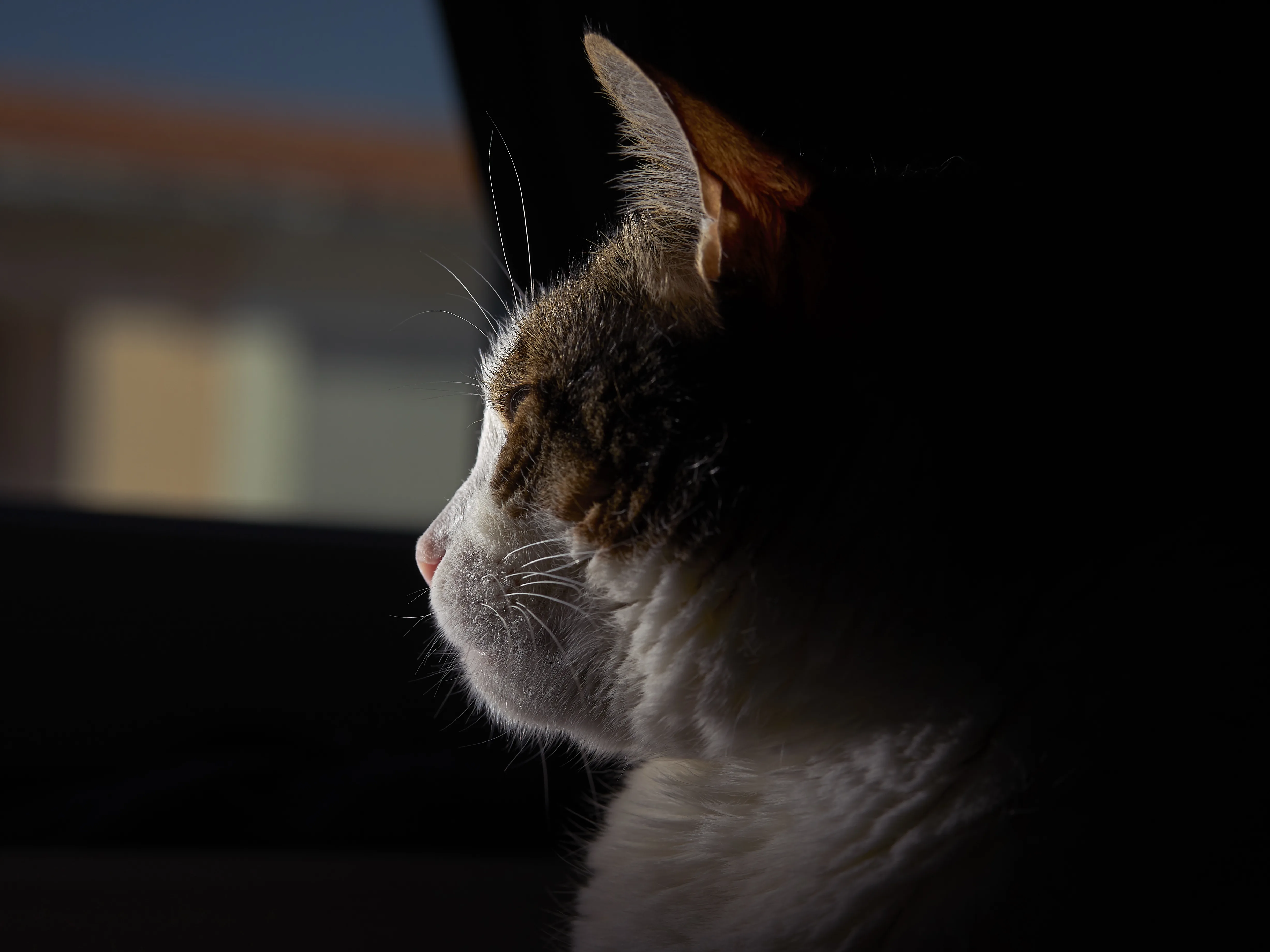 Pets don't show pain until it's serious.