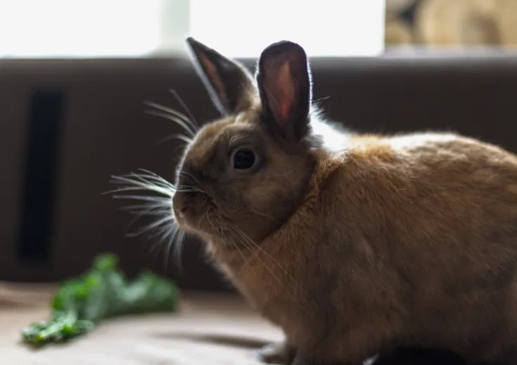 Beautiful rabbit portrait