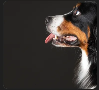 Beautiful dog portrait